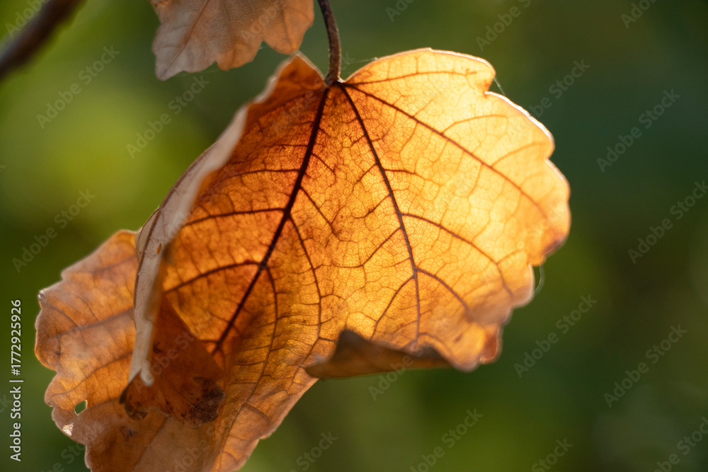 Fototapeta premium close up of autumn leaf