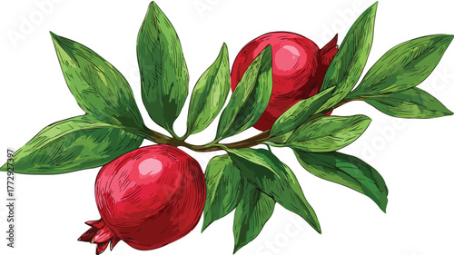 Botanical Illustration of Pomegranate Plant with Leaf - Vector Drawing