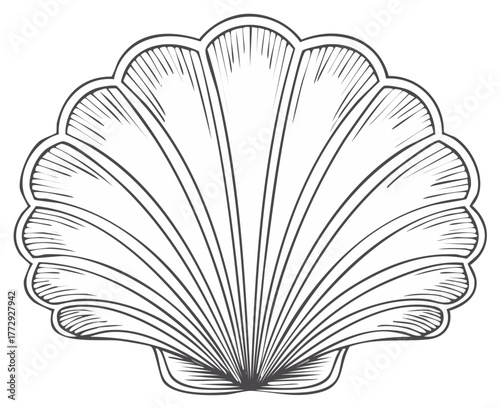 Elegant Hand Drawn Seashell Outline Illustration for Decorative Marine Themes