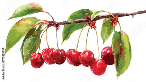 Elegant Cherry Branch with Mature Berries Hanging Vector for Design Projects