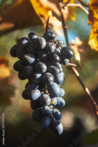 harvest of ripe fruits, a brush of black grapes on a branch against the sky