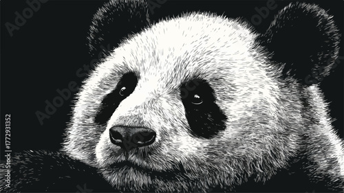 Majestic Panda Bear Portrait Vector Illustration with Outline