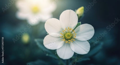 Delicate white blossom with soft light, dark moody background