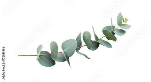 Soft eucalyptus branch representing calm and purity, suitable for spa branding, herbal packaging, or natural lifestyle visuals