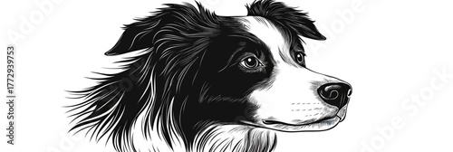 Black and white hand drawn vector illustration of Australian Shepherd dog head portrait detailed fur texture and attentive expression isolated on white background