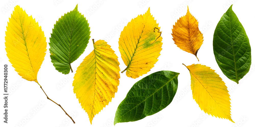Fototapeta premium Birch Leaves PNG Transparent
