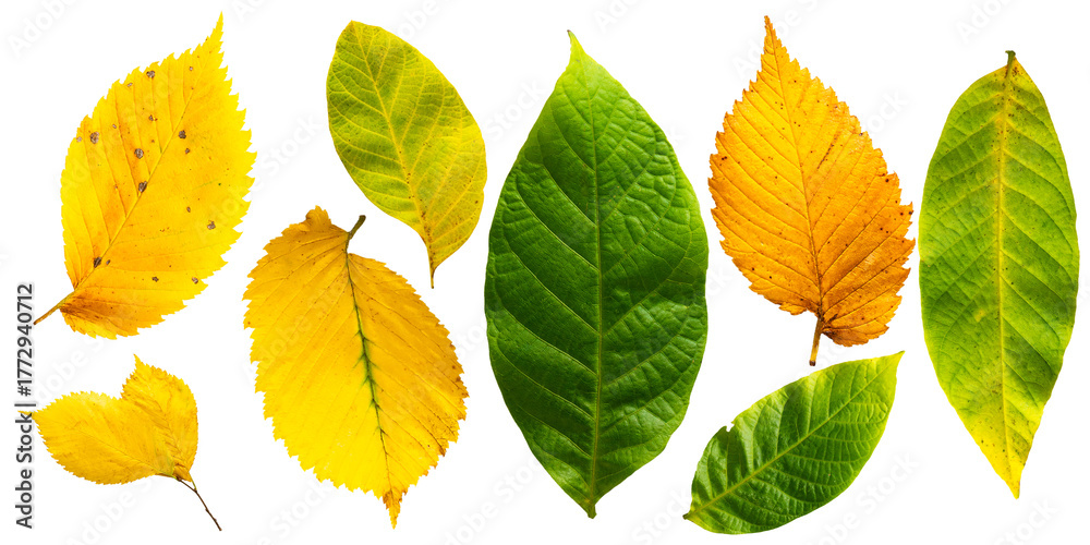 Obraz premium Assorted Autumn Leaves PNG