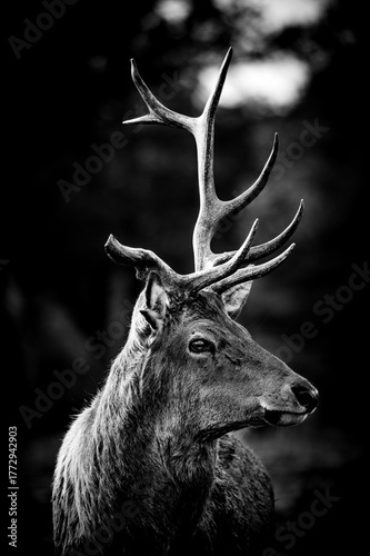 Fototapeta Naklejka Na Ścianę i Meble -  head of a deer