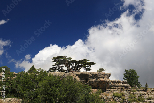 Lebanese Cedar Tree on a Rock