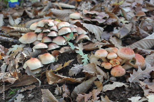 mushrooms on the ground