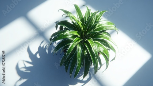 Lush green plant casts shadow under bright, angled sunlight
