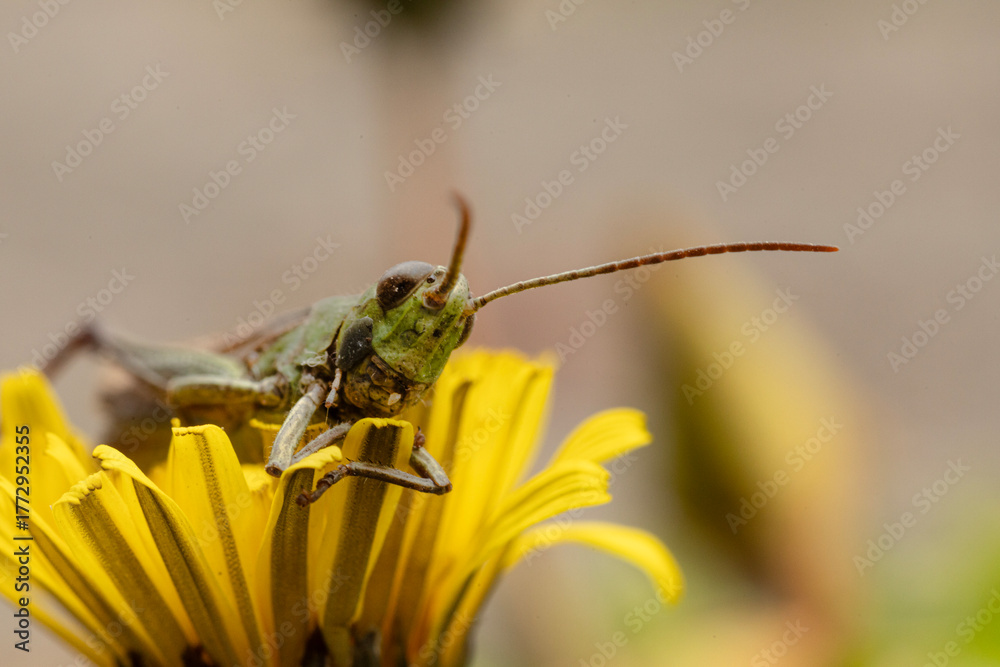 Fototapeta premium Grasshopper– Caelifera Portrait on Yellow Flower