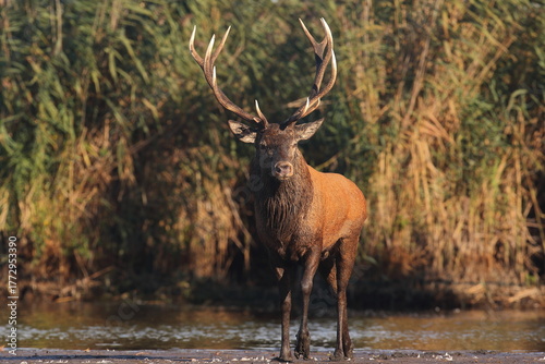 Fototapeta Naklejka Na Ścianę i Meble -  Jeleń szlachetny (Cervus elaphus), red deer
