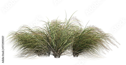 3d render of a grass field of Anemanthele lessoniana, isolated over transparent background, PNG cut-out