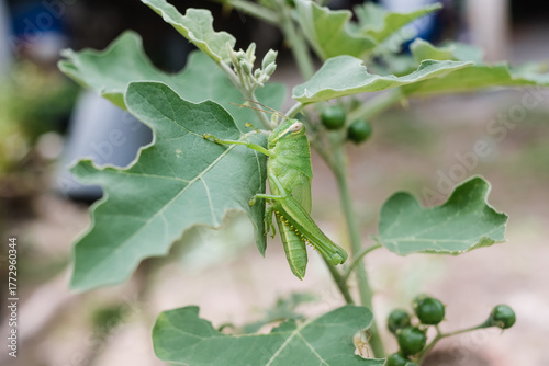 A large green grasshopper is clinging to a green leaf.
