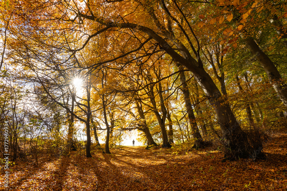 Obraz premium Leuchtender Herbstwald mit großen Bäumen entlang eines sonnigen Wanderwegs. Goldenes Laub bedeckt den Boden, Licht und klare Luft schaffen Indian Summer Stimmung, Schwäbische Alb, Baden-Württemberg.