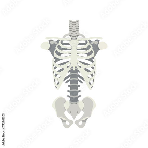 Human rib cage and torso skeleton, anatomical medical chest illustration diagram