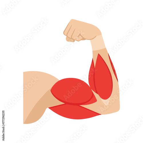 Flexed bicep muscle anatomy illustration   human arm strength and fitness Vector, illustration