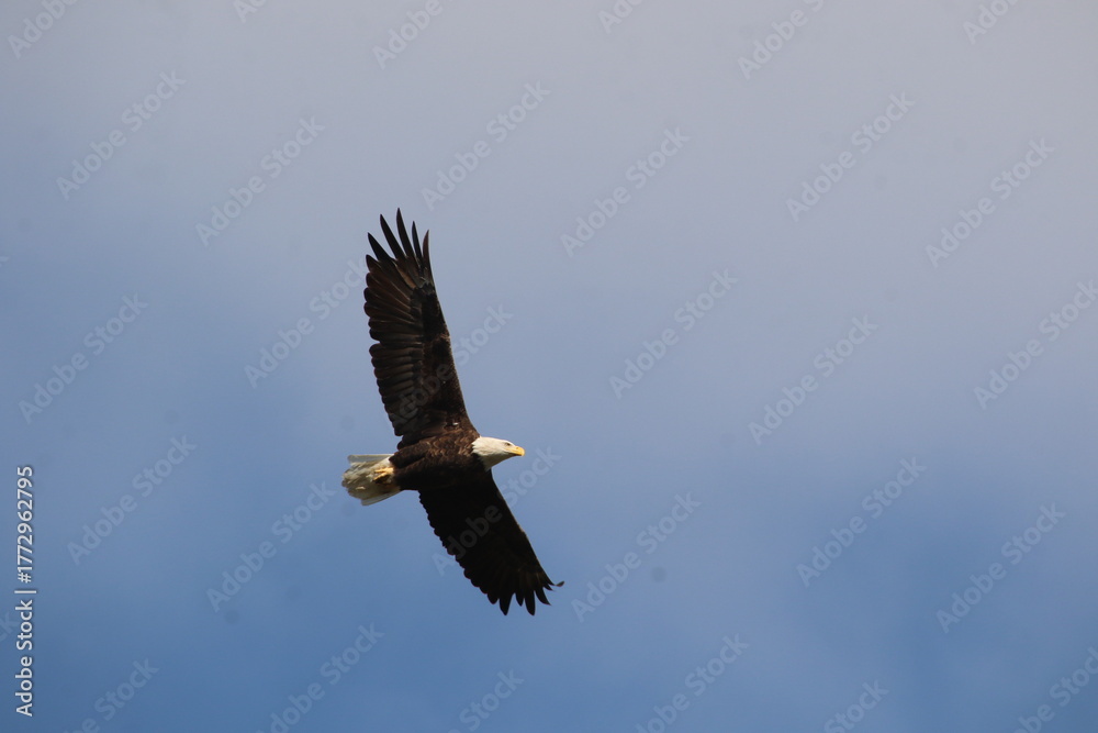 Fototapeta premium bald eagle bird in flight