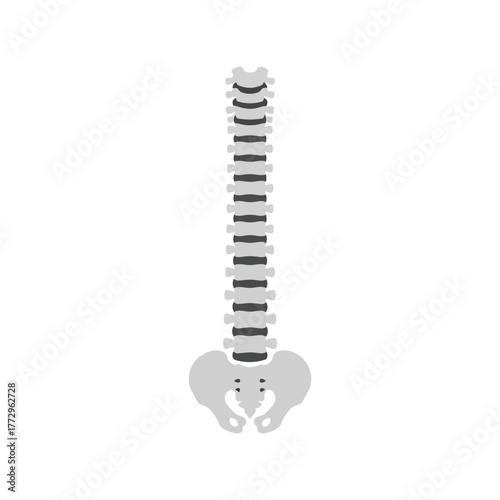 Human spine and pelvis anatomy illustration   medical vertebrae and hip bone skeleton graphic Vector, illustration