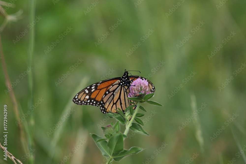 Fototapeta premium Monarch butterfly Danaus plexippus feeding on flower 