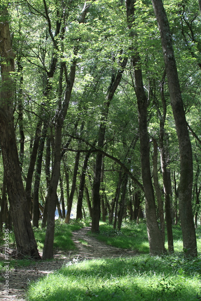Fototapeta premium landscape view of a dirt path through the forest 