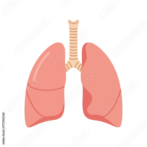 Human lungs anatomy illustration   respiratory system vector graphic Vector, illustration