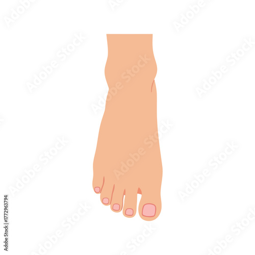 Close up illustration of a human foot and toes on a white background Vector, illustration