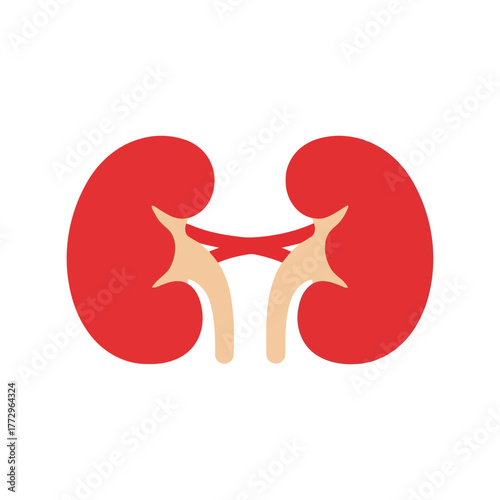 Stylized illustration of human kidneys with ureters and renal pelvis, medical graphic Vector, illustration