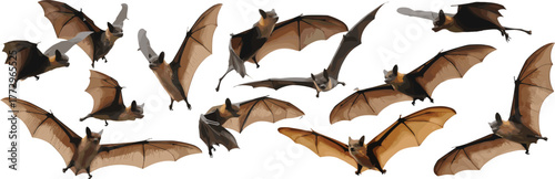 Collection of flying fox bats in flight isolated on white background, wildlife photography showing wingspan, nocturnal animals, nature, and freedom