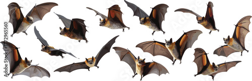 Collection of flying fox bats in flight isolated on white background, wildlife photography showing wingspan, nocturnal animals, nature, and freedom