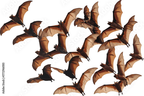 Group of flying bats in the sky with outstretched wings, wildlife photography showing nocturnal animals, nature, freedom, and flight behavior