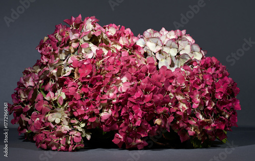 Gartenhortensie im Herbst