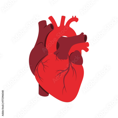 Anatomical illustration of a human heart with veins and arteries in red and maroon colors Vector, illustration