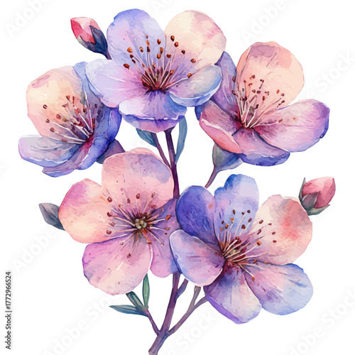 Wax Flower, watercolor painting vector, isolated on a white background.