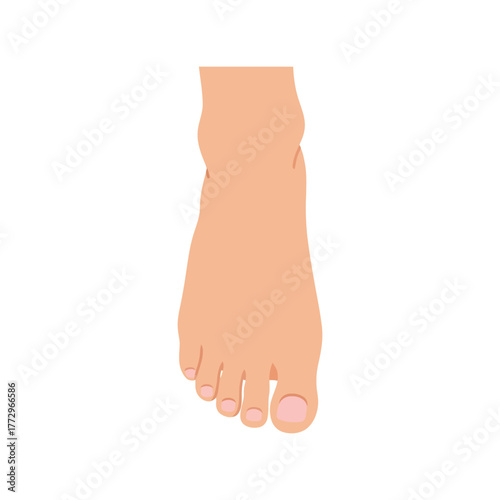 Close up illustration of a bare human foot with toes and toenails on a white background. Vector, illustration