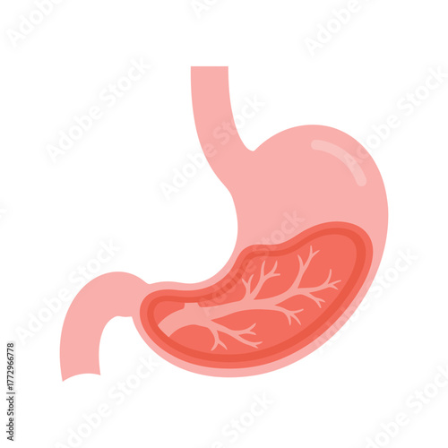 Anatomical illustration of the human stomach showing its internal structure and layers Vector, illustration