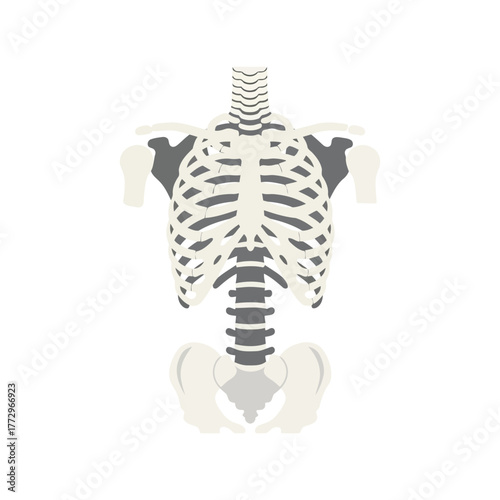 Human torso skeleton anatomy illustration   ribs, spine, and pelvis medical graphic Vector, illustration