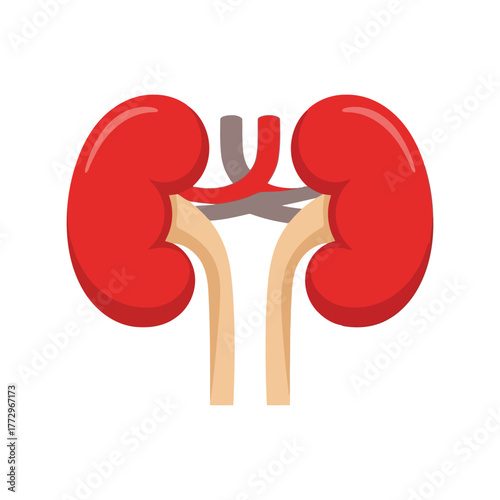 Stylized illustration of human kidneys with blood vessels on a white background Vector, illustration