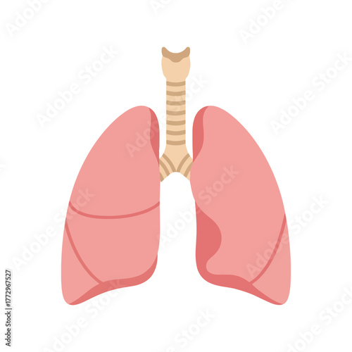 Human lungs and trachea anatomy illustration   respiratory system diagram Vector, illustration