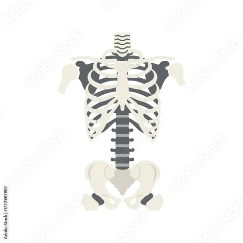 Human torso skeleton anatomy illustration   medical science and healthcare icon Vector, illustration