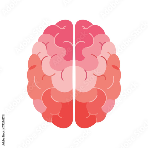 Stylized illustration of a human brain in shades of pink and red, top down view Vector, illustration