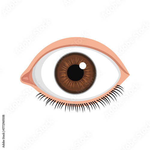 Brown eye close up illustration with iris, pupil, and eyelashes Vector, illustration
