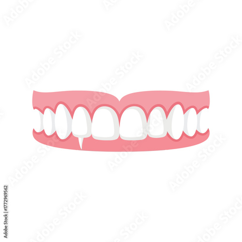 Dental illustration of a healthy set of white teeth in pink gums, isolated on white background Vector, illustration