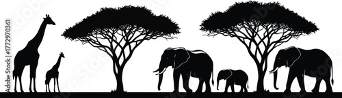 Silhouettes of african elephants and giraffes standing under acacia trees on a white background