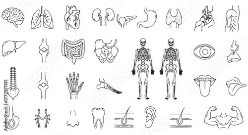 Medical organs line icon set. Vector pictograms of anatomy, body parts, kidney, bladder, pancreas, intestine, thyroid, pelvis, skeleton, joint, hand, nose, mouth, tongue, thin linear illustration