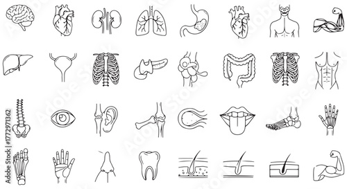 Medical organs line icon set. Vector pictograms of anatomy, body parts, kidney, bladder, pancreas, intestine, thyroid, pelvis, skeleton, joint, hand, nose, mouth, tongue, thin linear illustration