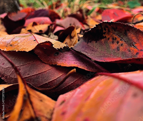 autumn leaves on the ground