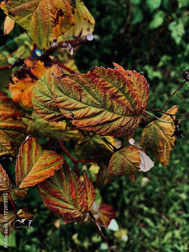 autumn leaves on a tree