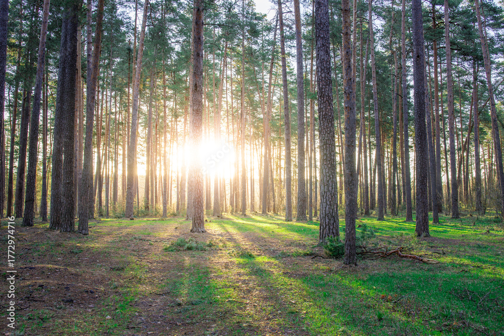 Obraz premium Forest with a sun shining through the trees